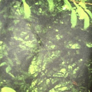 Meet your Posher, Dylan